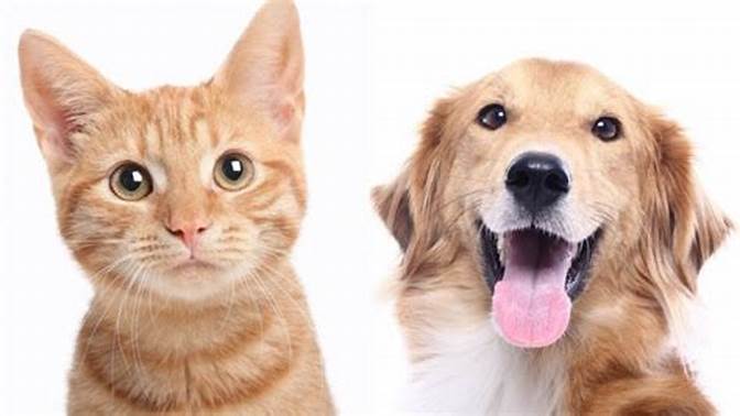 🐶🐱 Alimentos y Snacks